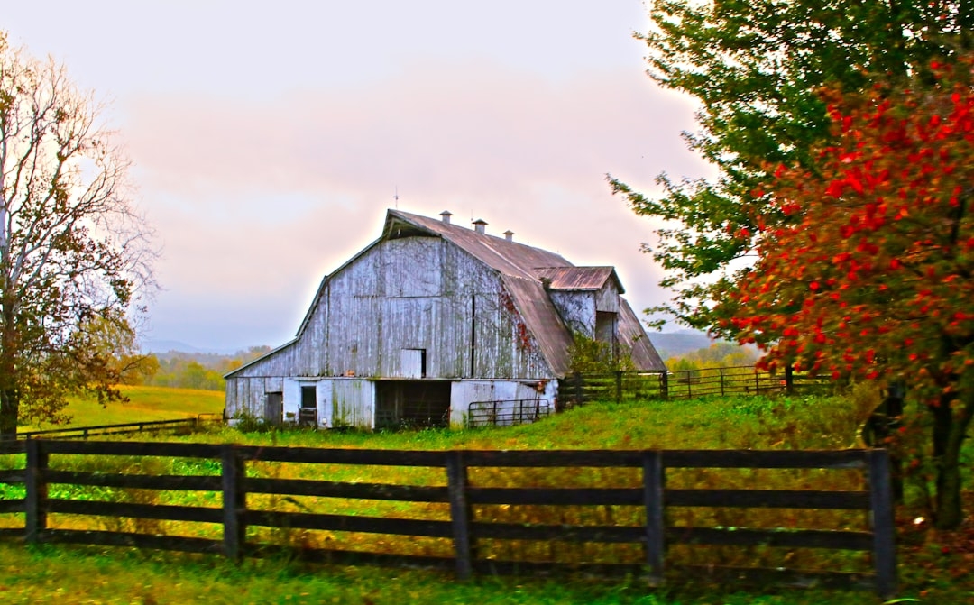 Amina's Farm