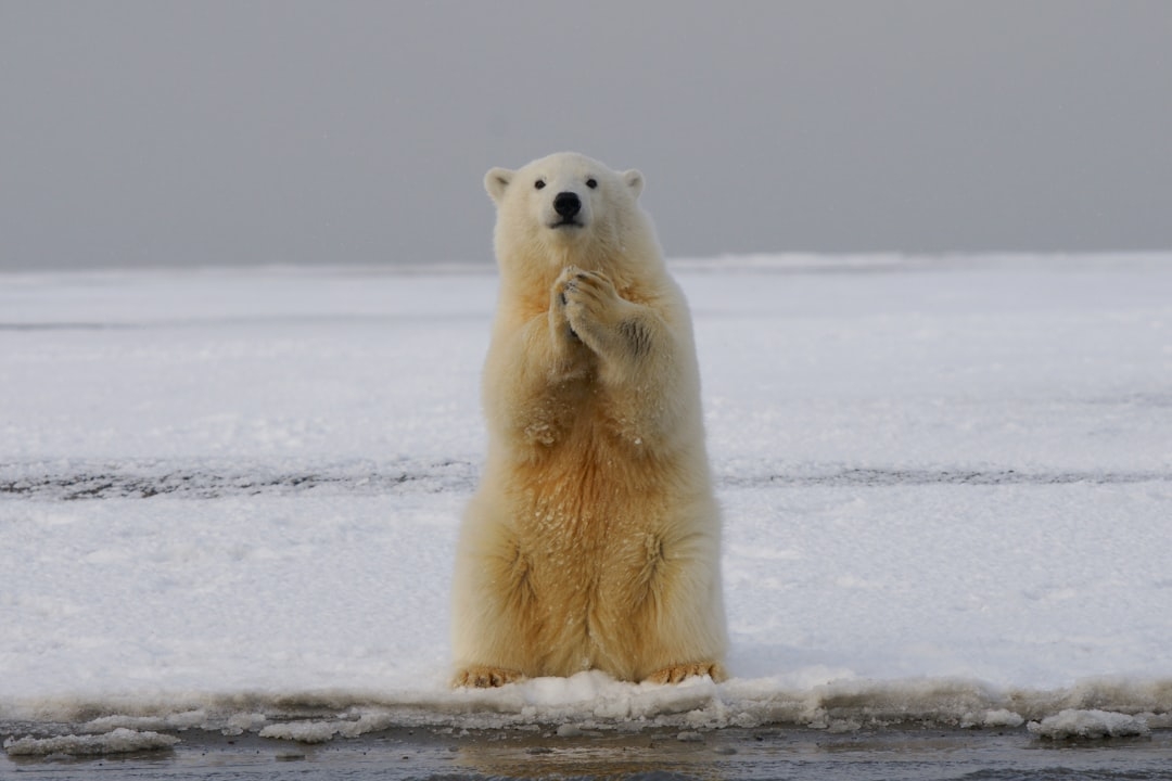 polar bear on snow covered ground during daytime