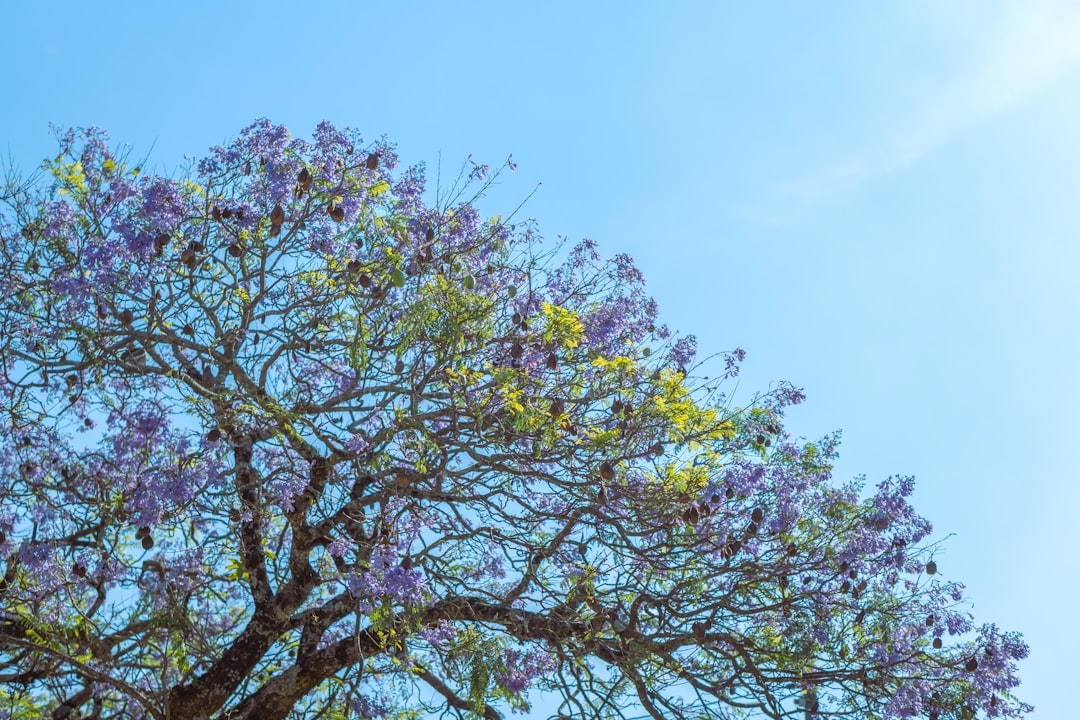 a tree with purple flowers in the foreground and a blue sky in the background