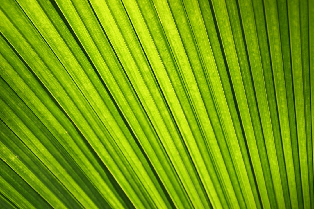 a close up view of a green leaf